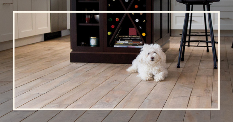 Plancher de bois franc et animaux : comment faire bon ménage?