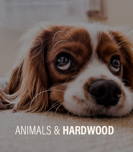 Hardwood floors and animals : making sure the two get along
