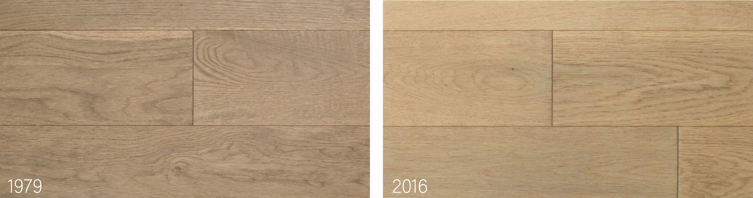 1979 et 2016 | Chêne blanc